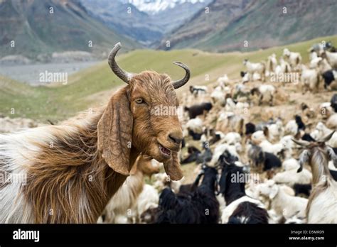 Troupeau de chèvres Banque de photographies et dimages à haute