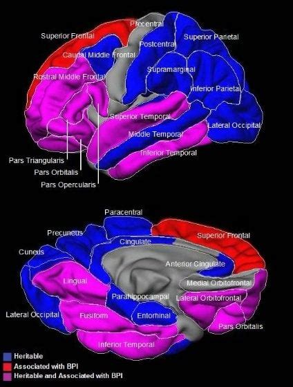 Neurobiology Of Bipolar Disorder Anger Is A Normal