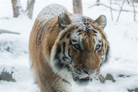 Happy Tigers Siberian Population Continues To Grow