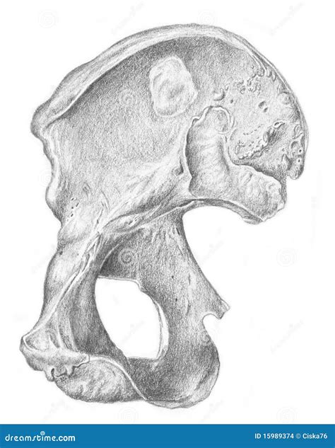 Right Hip Skeleton Stock Illustration Illustration Of Squirt 15989374