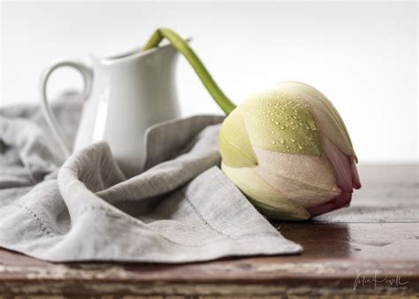 The Art Of Still Life Photography Julie Powell Photography