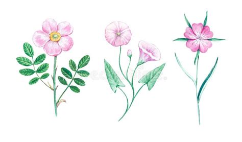 Detailed Realistic Watercolor Botanical Illustration With Pink Meadow