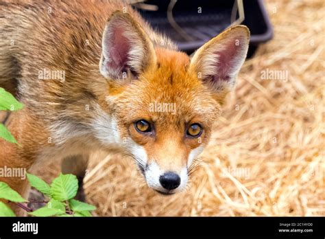 European Red Fox Vulpes Vulpes Crucigera Spotted In My Garden