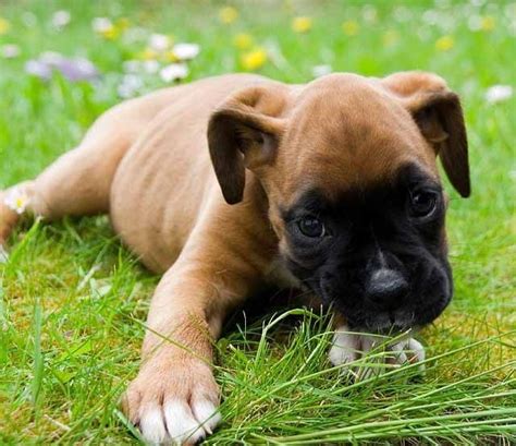 Brown And Black Boxer Puppies On The Grass Baby Boxer Puppies Boxer