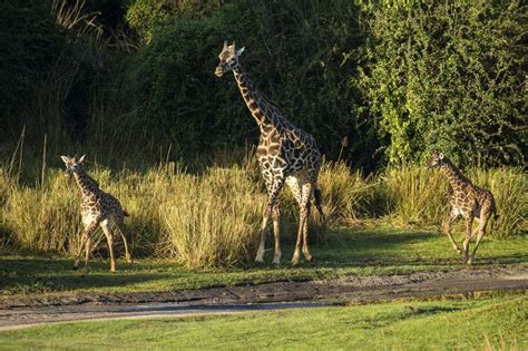 Photos You Can Now See Two Baby Giraffes At Disneys