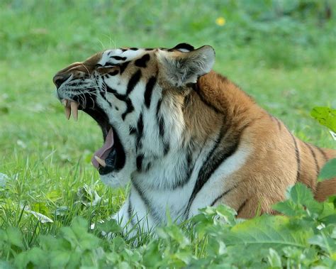 A Truly Beautiful Photograph Of Our Tired Tiger From Martin Bone Thank