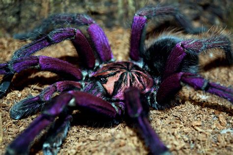 17 Intriguing Facts About Purple Bloom Tarantula