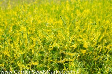 Yellow Sweet Clover Melliferous Plant 100 Grams Yellow Melilot