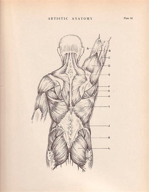 Human Back Muscles Print 9 X 12 Anatomy Drawing By Agedpage From Paul