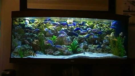 African Malawi Cichlid Fish Tank Aquarium 450l Phase 2 Youtube