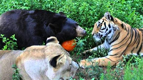 Amazing Story Of Unlikely Friendship Between A Bear Lion
