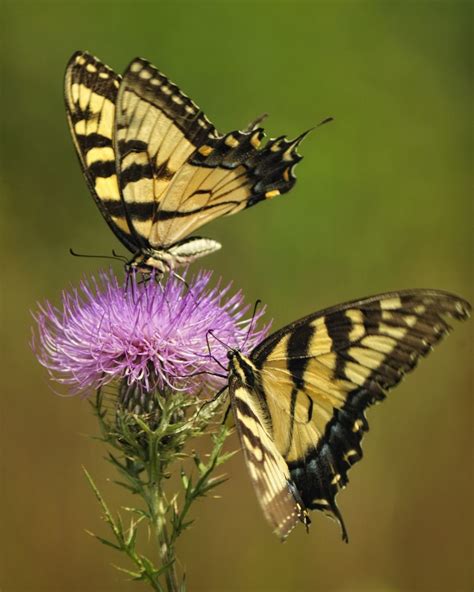 Species Of The Month November 2022 Eastern Tiger Swallowtail Long