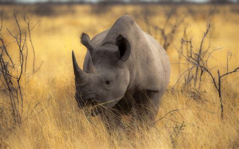 Rhinoceros Wallpapers Wallpaper Cave