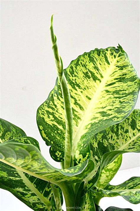Dieffenbachia Plant Care Guide Grow An Indoor Dumb Cane