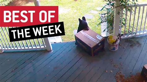 Best Of The Week Porch Pirate This Is Happening Youtube