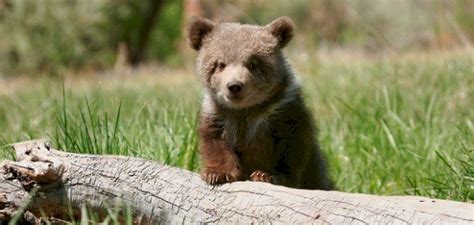 ما هو اسم صغير الدب