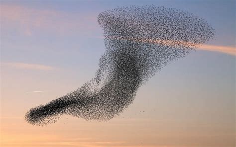 Simulating Bird Flock Behavior In Python Using Boids By Rohola Zandie