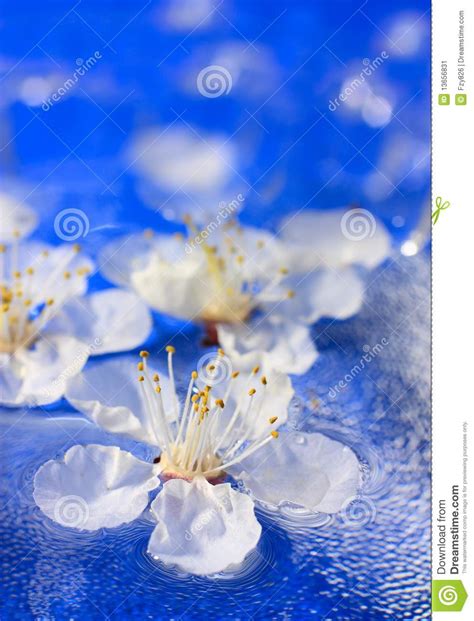 Flowers Floating In Water Stock Image Image 13656831