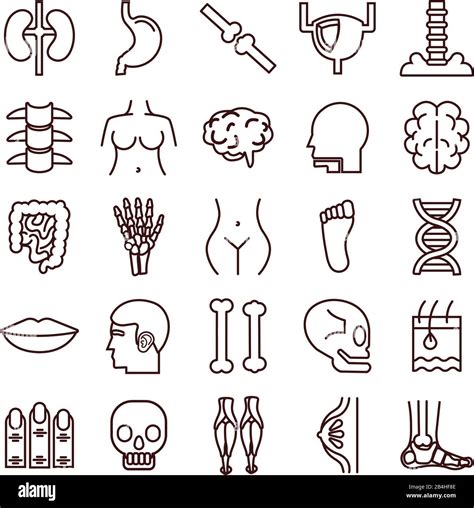 Conjunto De Partes Del Cuerpo E Iconos De órganos Imagen Vector De