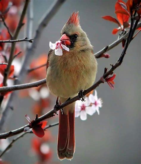 Female Cardinal Beautiful Birds Pet Birds Love Birds Photography