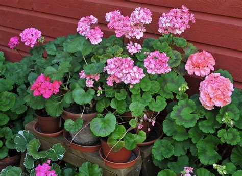Tips For How To Make Annuals Blooms
