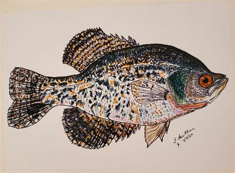 Crappie 2 Painting By Terry Feather Fine Art America