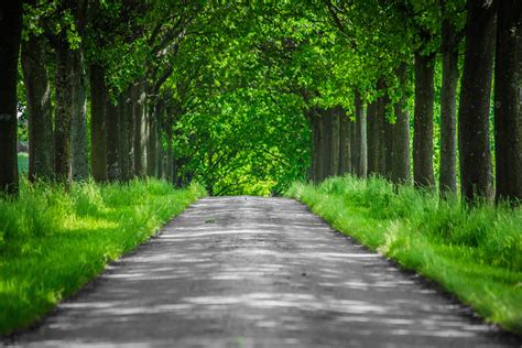 Free Images Landscape Tree Nature Forest Grass Road Hiking