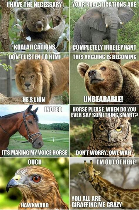 Fighting Animals Haha Funny Animal Jokes Animal Memes Silly Animals