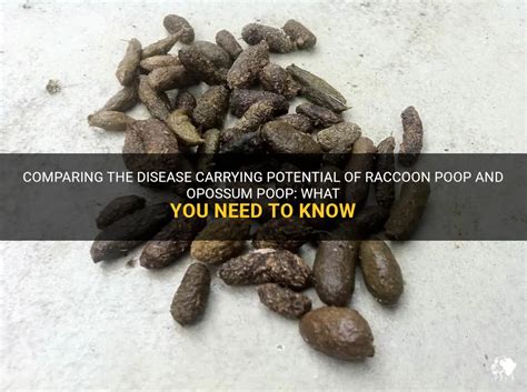 Comparing The Disease Carrying Potential Of Raccoon Poop And Opossum