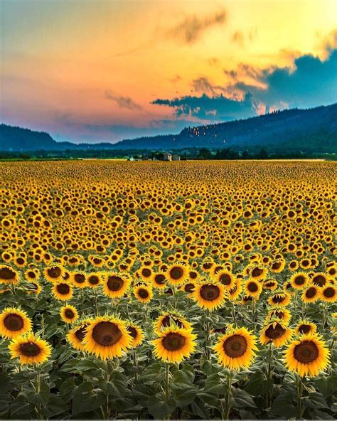Sunflowers Field World Photography Amazing Photography Landscape