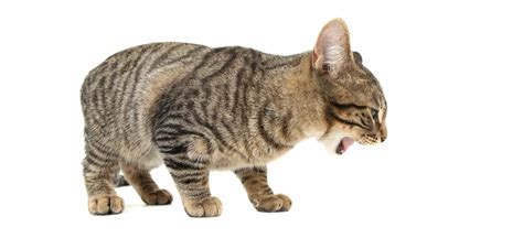 If you have a cat who is gagging then what's the deal? Cat Coughing and Gagging: What Does it Mean? | Purring Pal