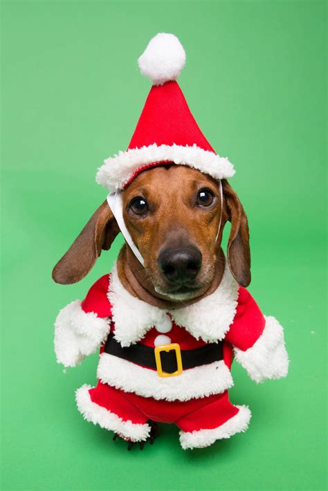 Santa Claus Dog Christmas Costume Get Ready For Christmas Free
