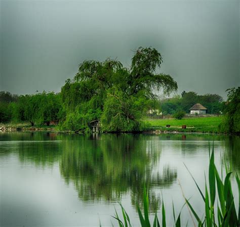 Free Images Landscape Tree Water Nature Forest Grass Mist