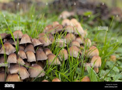 Mushroom After Rain High Resolution Stock Photography And Images Alamy