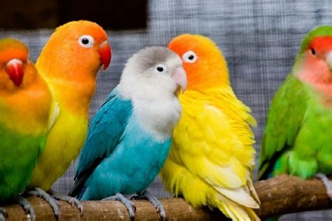 Cara Merawat Lovebird Agar Rajin Ngekek Panjang Dan Gacor Kicaumania Net