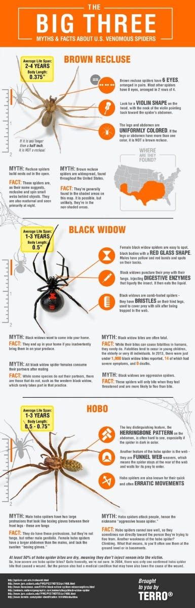 Spider Facts Learn About Spiders