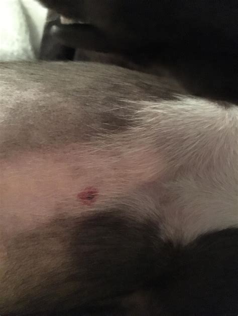 Small Red Patch With Blood Blister In Middle On My Dogs Chest Petcoach