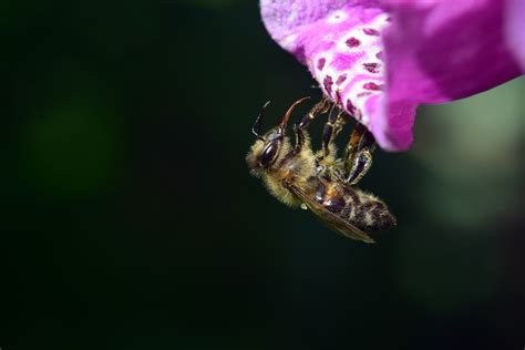 Free Download Hd Wallpaper Honey Bee Perched Under Purple Petaled