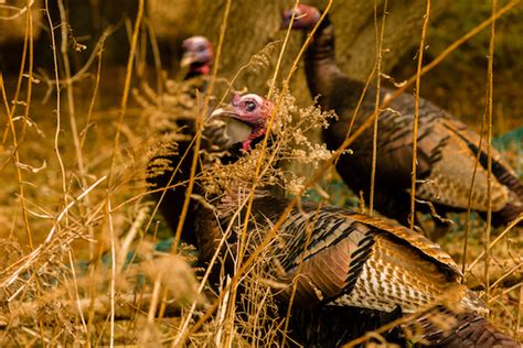 Virginias Fall Turkey Hunting Outlook Game And Fish