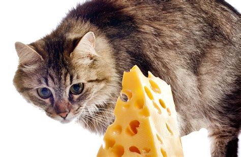 Can Cats Eat Cheese Cat Breed Selector