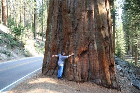 Giant Sequoia Redwood Sequoiadendron Giganteum 20 Seeds Etsy