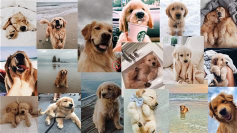 More Doggo Collage Golden Retriever Perros Golden Retriever Animales