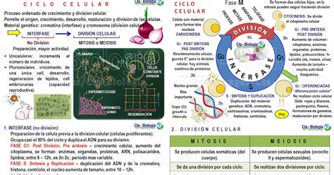 Biolog A Did Ctica Semana Biolog A Ciclo Celular