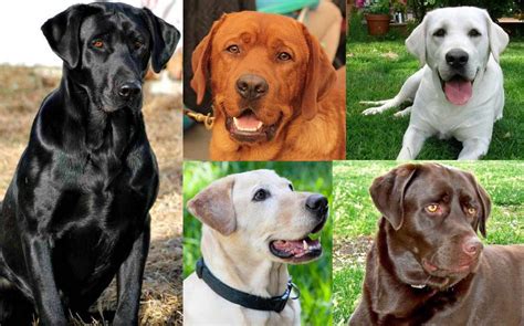 What Is The Most Popular Color Of Labrador Retrievers