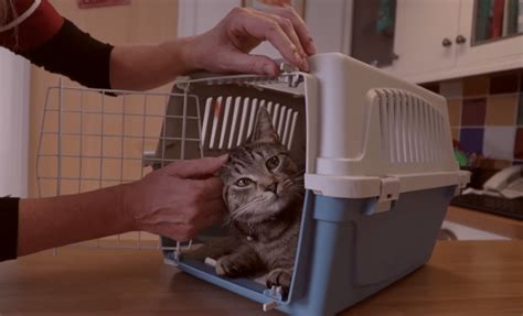 Pet Expert Steve Dale Offers More Tips On Carrier Training For Cats