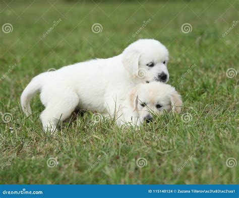 Two Puppies Of Golden Retriever Playing Stock Photo Image Of Play