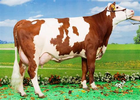 65 Foto And Gambar Sapi Potong Sapi Limosin Limousin Simental