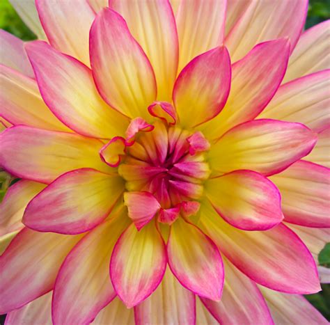 EK Photo Art S Nature S Clicks Pink Yellow Dahlia