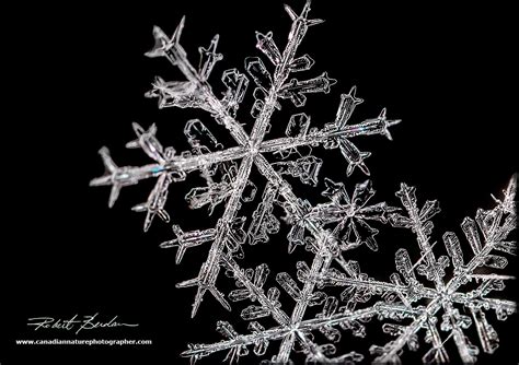 Snowflake Gallery The Canadian Nature Photographer