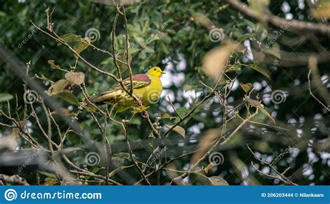 Sri Lanka Green Pigeon Perched In A Branch With Fruits Around Endemic